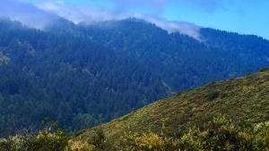 View from El Sereno Preserve of fog rolling in / photo by Claire Dawkins