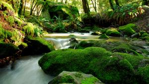 Peters Creek, Long Ridge Preserve by Dean Little Peters Creek, Long Ridge Preserve by Dean Little
