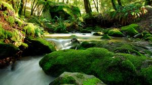 Peters Creek, Long Ridge Preserve by Dean Little