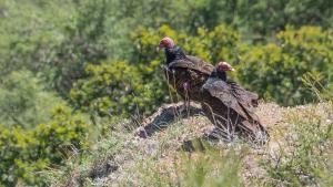 Turkey vultures / photo by Karl Gohl