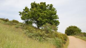 St. Joseph's Hill Preserve / staff photo