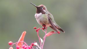 Anna's Hummingbird / photo by Christina Schell