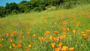 Wildflowers / photo by Amanda Mills