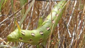 Photo by Amanda Mills White-lined sphinx moth caterpillar / photo by Amanda Mills