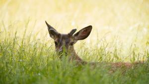 Mule deer in El Sereno / photo by Garrett Nakamura