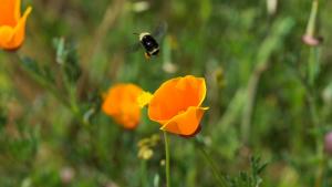 Photo by Garrett Nakamura Bumblebee and California poppies at El Sereno Preserve / photo by Garrett Nakamura