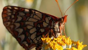 Checkerspot butterfly / photo by Robin Lord