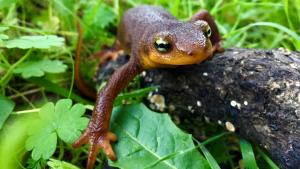 Newt / photo by Janie Krag