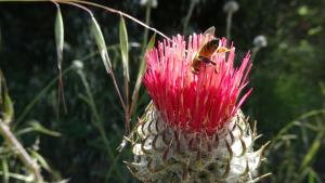 Bee on Venus Thistle / photo by Jeanne Baldzikowski