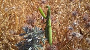 Praying Mantis / photo by Tom Cochrane