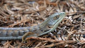 Alligator lizard / photo by Erica Freeman