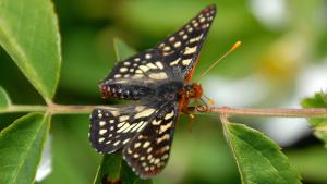 Checkerspot butterfly / photo by Erica Freeman