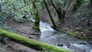 Guadelupe Creek/ photo by J. Andersen