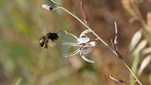 Photo by Midpen staff Carpenter Bee / staff photo
