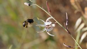 Carpenter Bee / staff photo