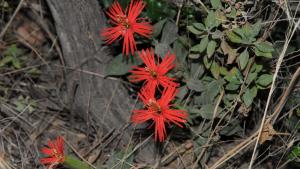 Photo by Midpen staff California Indian Pink (Silene laciniata subsp. Californica)