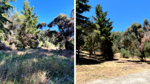 Before and after photo of forest health work in Bear Creek Redwoods. 