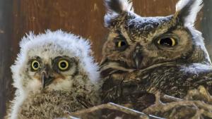 Great Horned mother with owlet (Parham Pourahmad)