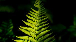 (Owen Zimbauer) A green fern against black background