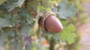 valley oak acorn