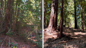 Before and after photo of forest health work in Bear Creek Redwoods. 