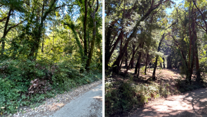 Before and after photo of forest health work in Bear Creek Redwoods. 