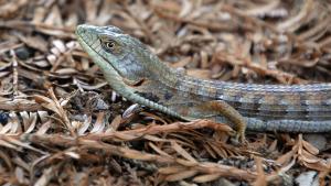 An Alligator Lizard slithering through fallen leaves