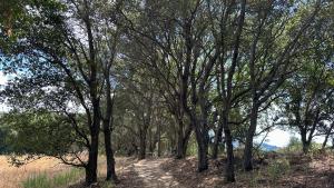 Shaded trail between oaks