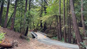 Trail featuring bridge among redwoods