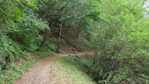 Trail surrounded by green trees