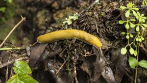 Banana slug