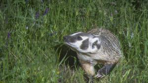 Badger. Photo by Vishal Subramanyan. A badger walking through a meadow at night