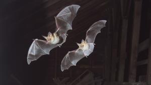 Pallid Bats. Photo by Vishal Subramanyan. Pallid Bats flying in a barn at night