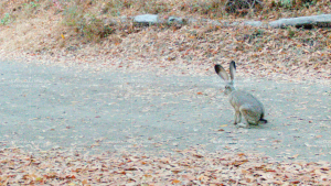 Black-tailed jackrabbit