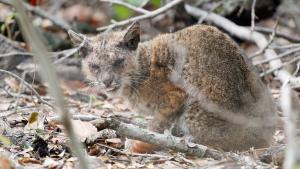 Bobcat Affected by mange