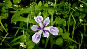 Douglas Iris at Purisima Creek Redwoods (Bruce Frymire)