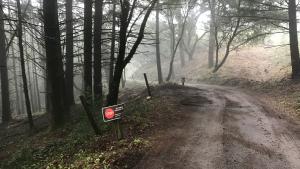 Shaded fuel break in Coal Creek Preserve. (Craig Beckman)