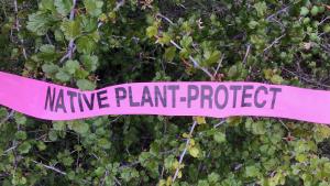 Native Plant - Protect: label on plants