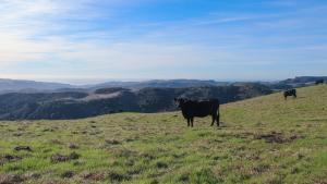 Conservation grazing at La Honda Creek Preserve by Frances Freyberg. 