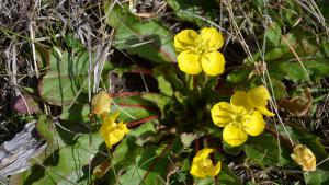 Bright yellow suncups bloom in coastal grassland habitat