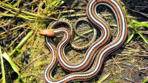 A San Francisco Garter Snake curling up in a grassy area
