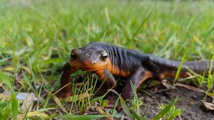 photo of a California Newt