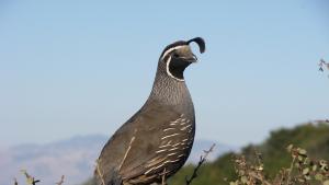 photo of California Quail