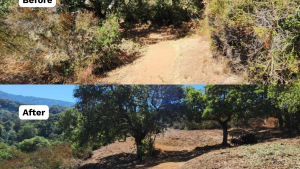 Two photos side by side showing the same segment of trail before and after vegetation clearing to create a shaded fuel break