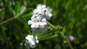 photo of Choris' Popcorn Flower