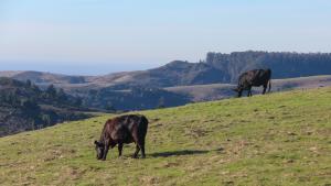 Conservation grazing at La Honda Creek Preserve by Frances Freyberg. 