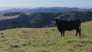a black cow standing in a field