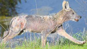 Coyote with mange