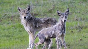 Pair of coyotes with varying stages of mange