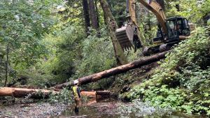 A contractor stands below an excavator placing a large log above San Gregorio Creek